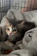 Skogskatt Maja Skogskatt Maja