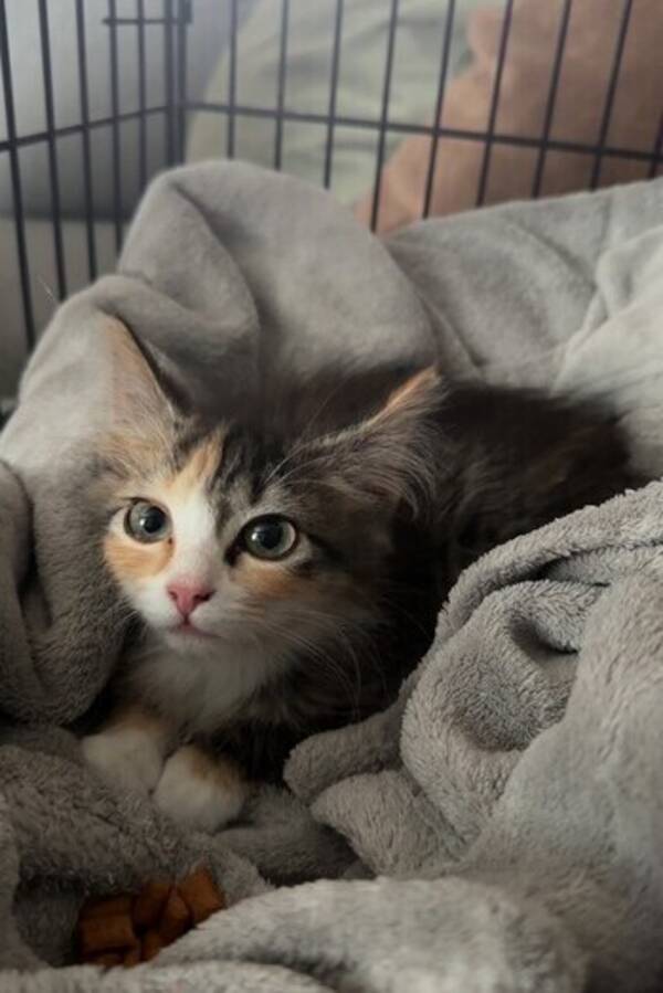 Katt - Skogskatt Maja