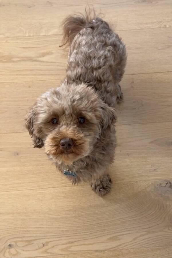 Hund - Chipoo Kasper