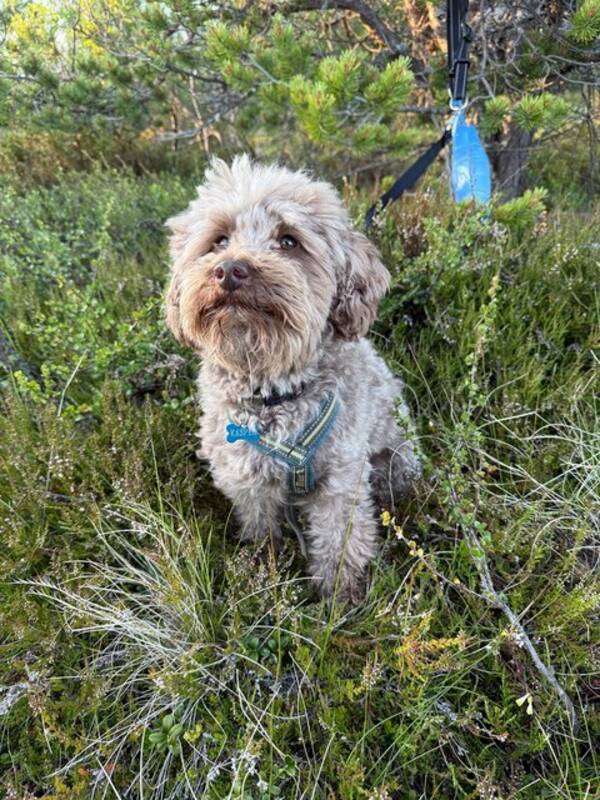 Hund - Chipoo Kasper