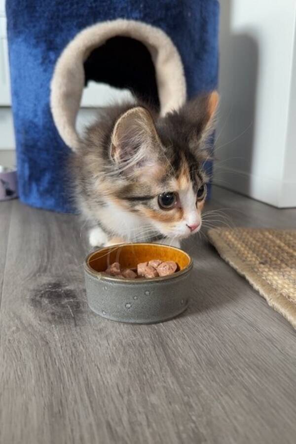 Katt - Skogskatt Maja