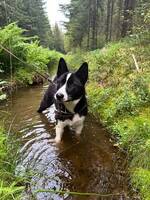 Karelsk Bjørnehund Karelsk Bjørnehund