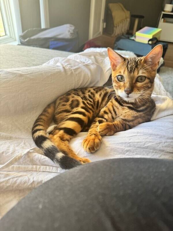 Katt - Bengalen Boba