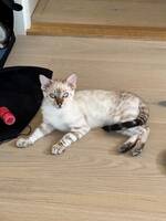 Snøbengalen Olaf Snøbengalen Olaf