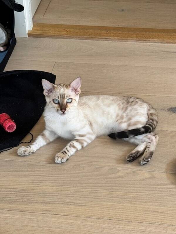 Katt - Snøbengalen Olaf