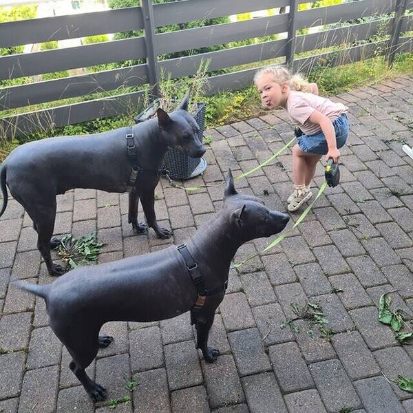 Hund - Xolo, to hann....