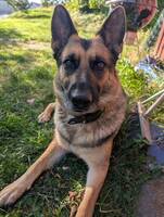 Grå schæfer Grå schæfer