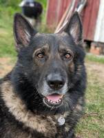 Grå schæfer Grå schæfer