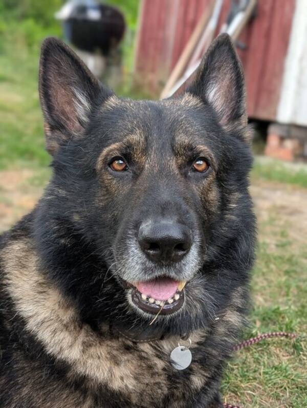 Hund - Grå schæfer 