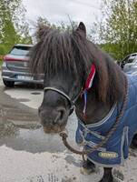 Shetlandsponni Shetlandsponni