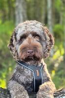 Australsk cobberdog Australsk cobberdog