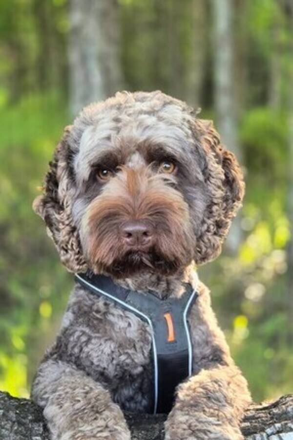 Hund - Australsk cobberdog