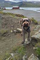 Australsk cobberdog Australsk cobberdog