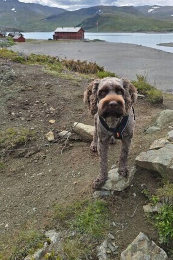 Hund - Australsk cobberdog