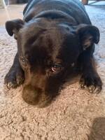 Staffordshire Bull terrier tispe Staffordshire Bull terrier tispe