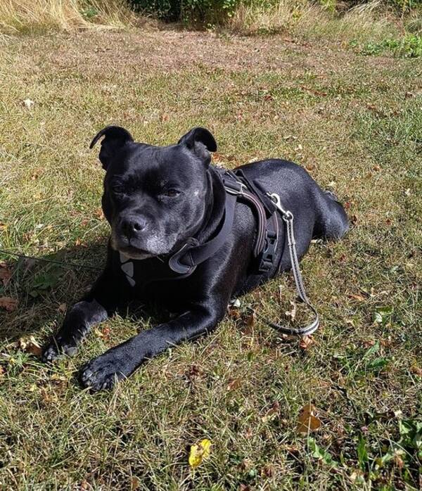 Hund - Staffordshire Bull terrier tispe 