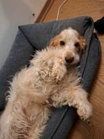 Engelsk cocker spaniel Engelsk cocker spaniel