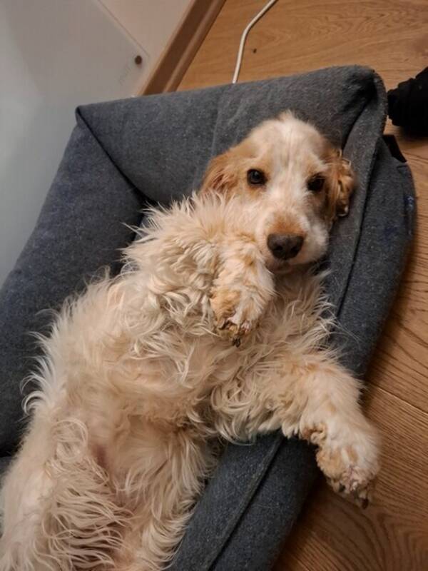 Hund - Engelsk cocker spaniel 