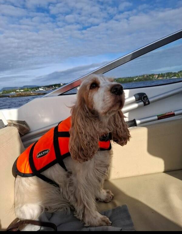 Hund - Engelsk cocker spaniel 