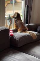 Langhåret Dachs Langhåret Dachs