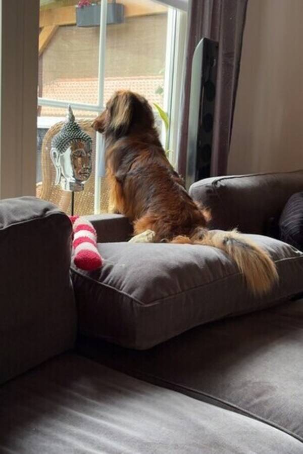 Hund - Langhåret Dachs 