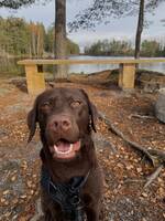 Labrador retriever Labrador retriever