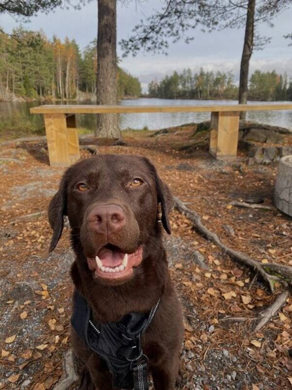 Hund - Labrador retriever 