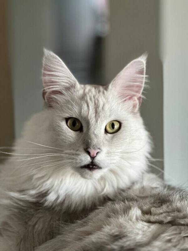 Katt - Maine coon