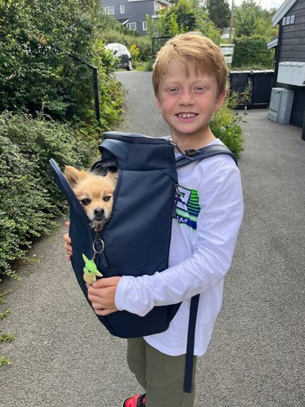 Hund - Søt og rolig hund