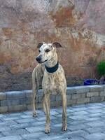 Whippet - Edwar Whippet - Edwar