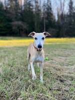 Whippet - Georg Whippet - Georg