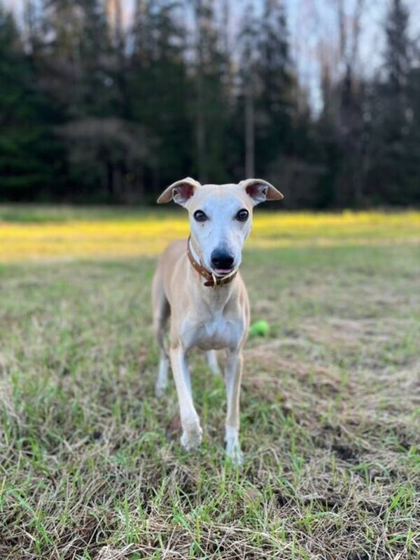 Hund - Whippet - Georg