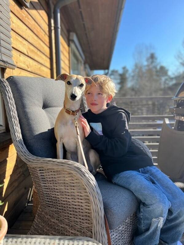 Hund - Whippet - Georg