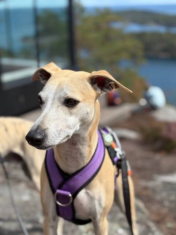 Hund - Whippet - Georg