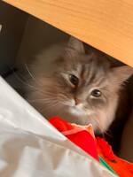 Hunnkatt Elsa. Hunnkatt Elsa.