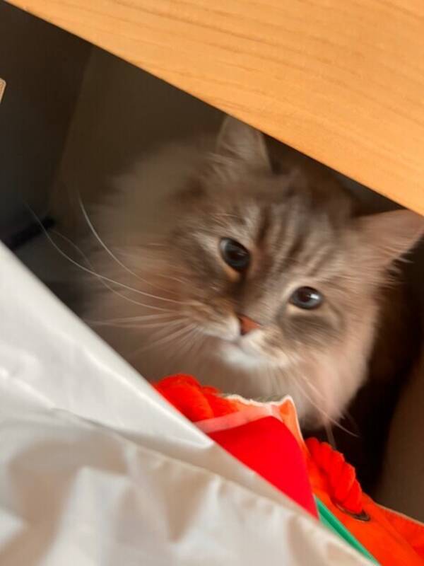 Katt - Hunnkatt Elsa.