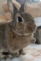 Kanin Snute Kanin Snute