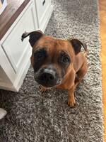 Staffordshire bull terrier Staffordshire bull terrier