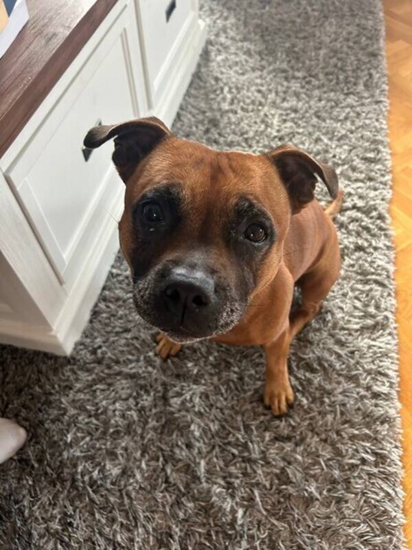 Hund - Staffordshire bull terrier