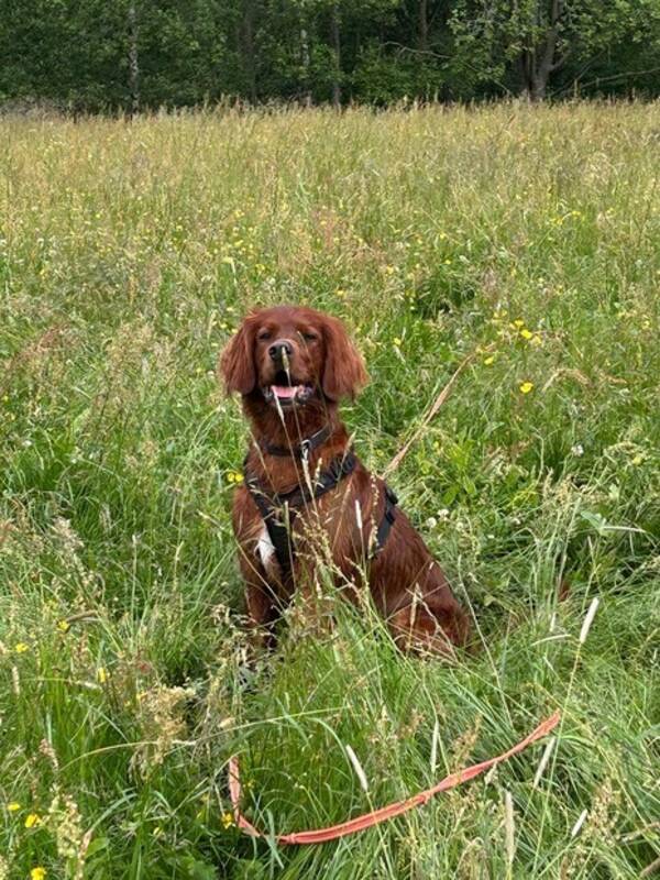 Hund - Irsk setter 