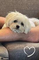 Malteser Louie Malteser Louie