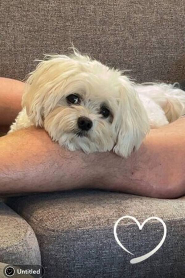 Hund - Malteser Louie