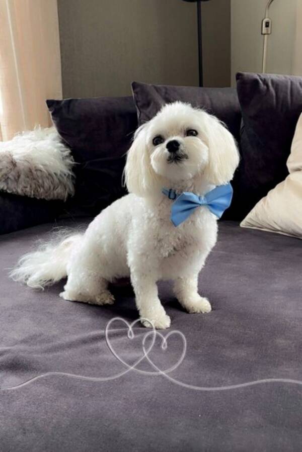 Hund - Malteser Louie