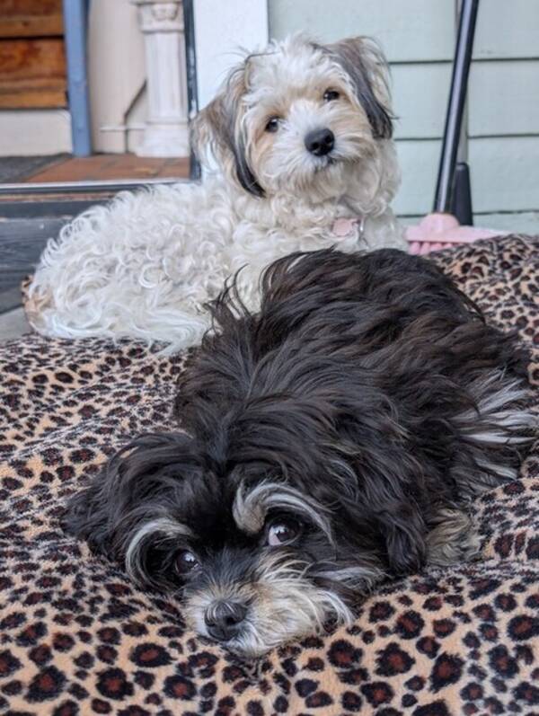 Hund - Rampete valper 