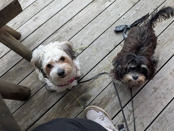 Hund - Rampete valper 