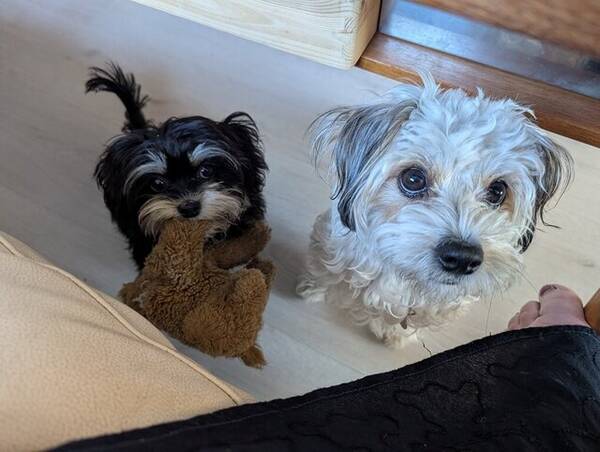 Hund - Rampete valper 