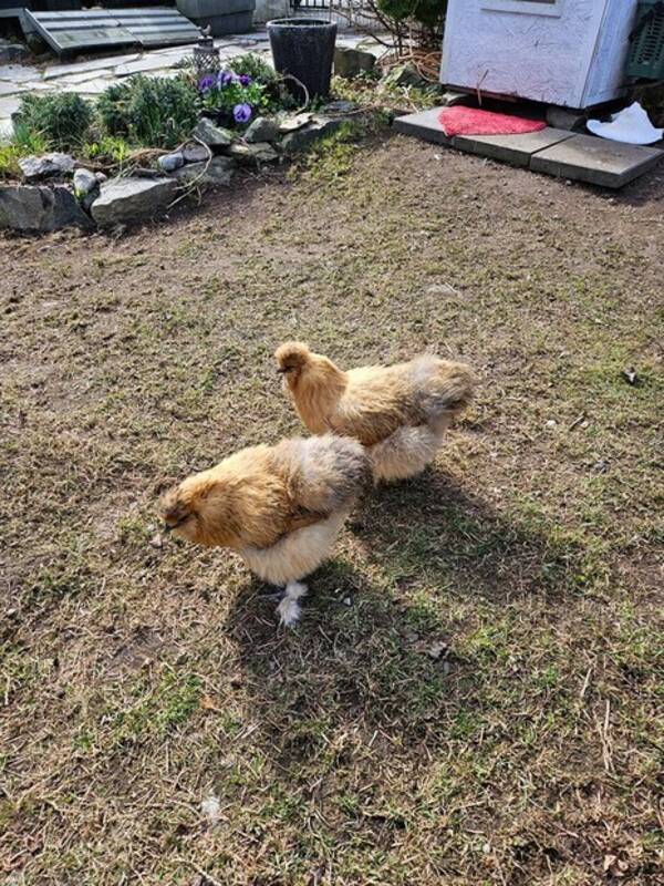 Annet - To tamme silkehøner