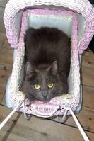 Katt i lekevogn Katt i lekevogn