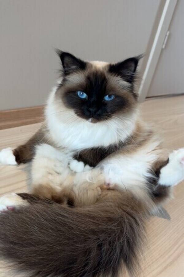 Katt - Hellig Birma som heter Sol