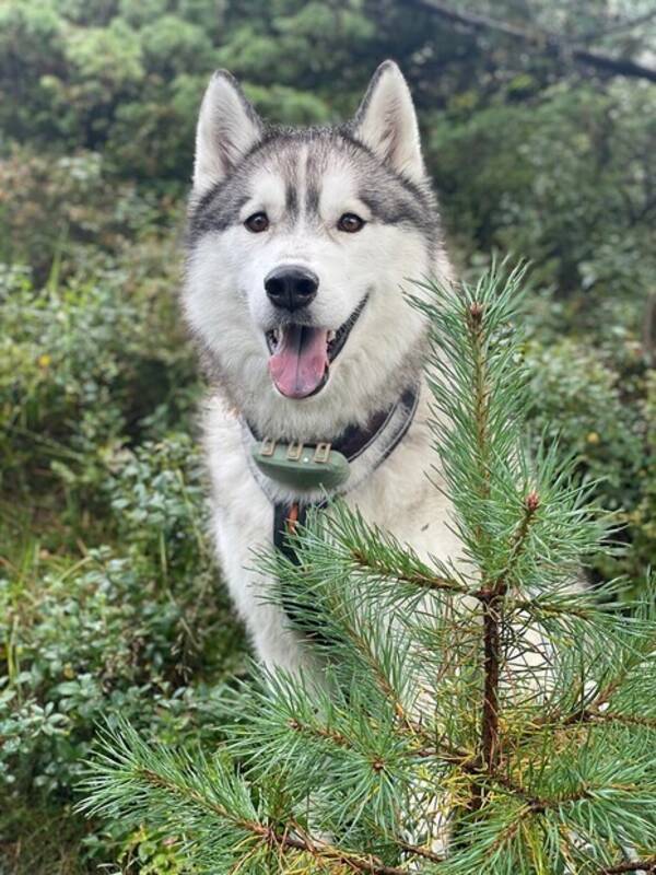 Hund - Siberian Husky
